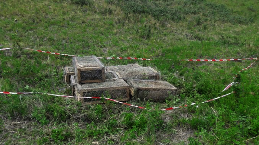 Тарвага нүүлгэн шилжүүлж, нутагшуулах ажлын 2 дахь үе шат эхэллээ