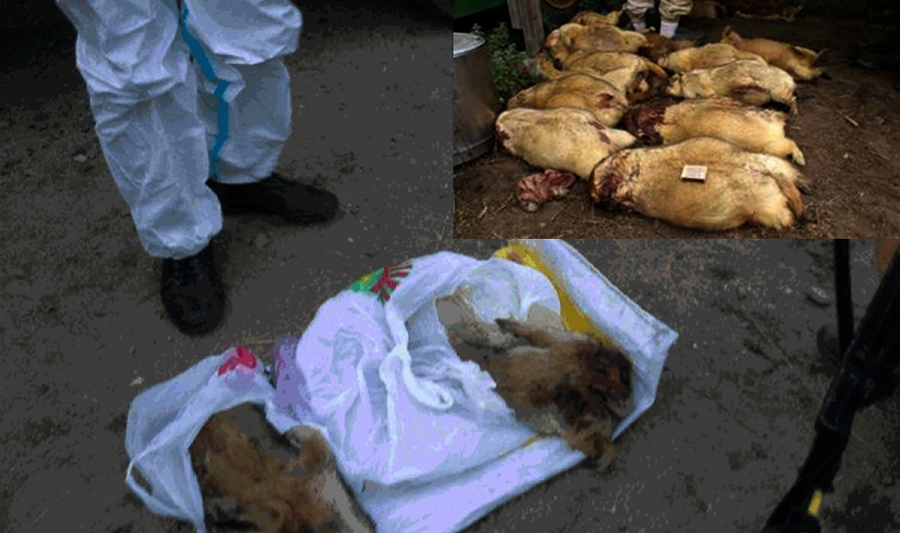 Тарваган тахал өвчнөөс урьдчилан сэргийлэх ажлыг эрчимжүүлнэ