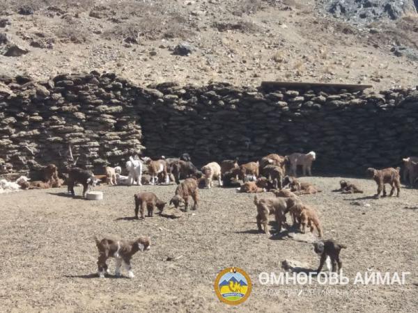 Өмнөговь аймгийн хэмжээнд  229 374 хээлтэгч мал төллөөд байна