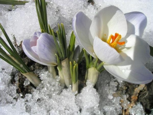 Улаанбаатарт өдөртөө 13 хэм дулаан