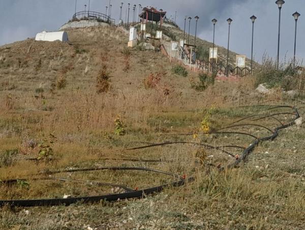 Богд Зонхова хайрханд тарьсан 15 нэр төрлийн мод 98 хувийн ургалттай байна