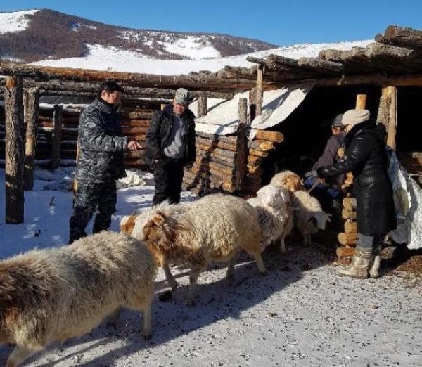 Мал, тэжээвэр амьтдын тооллого эхэллээ