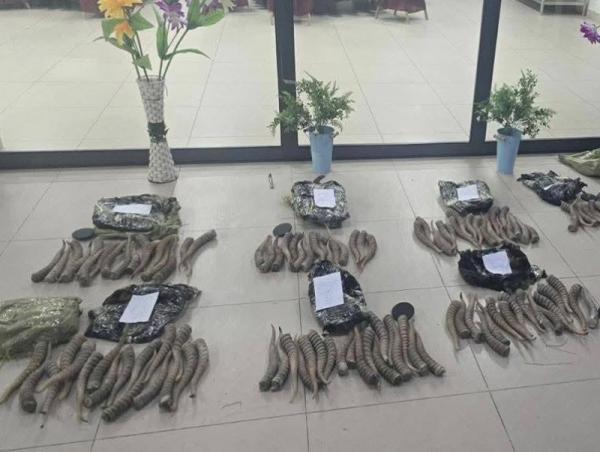 Олон тооны бөхөнгийн эвэр хилээр гаргахыг завдсан үйлдлийг хилчид илрүүлжээ