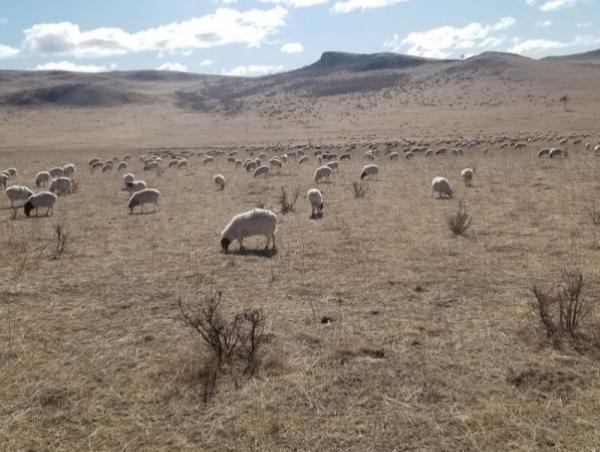 Нутгийн 60 гаруй хувьд бэлчээрийн ургамал цухуйгаагүй байна