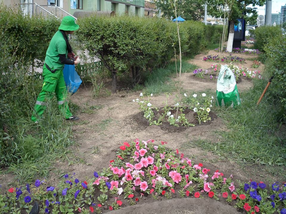 Нийслэл хот маань өдрөөс өдөрт өнгө өнгийн цэцэгсээр гоёсоор...