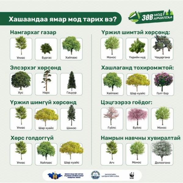 Хашаандаа ямар мод тарих вэ?
