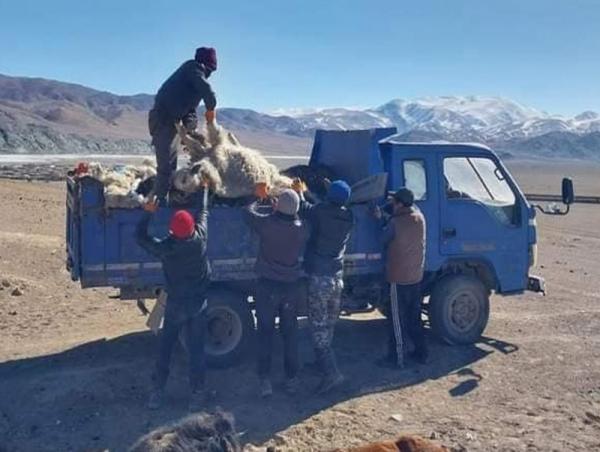 Малын сэг зэмийг цэвэрлэж, устгалаа