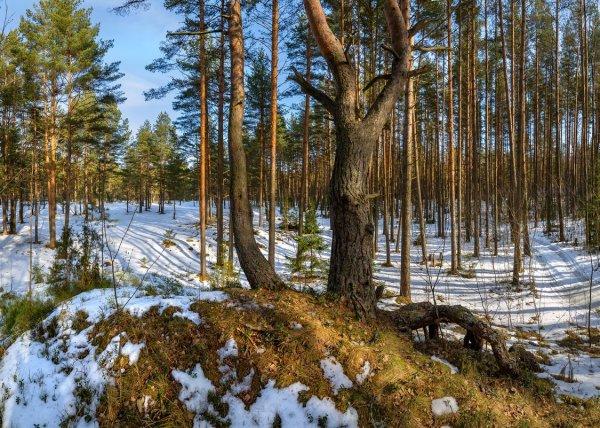 Улаанбаатарт өдөртөө 17 хэм дулаан