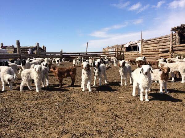 Улсын хэмжээнд 9.2 сая төл хүлээн авч, бойжилт 98.9 хувьтай байна