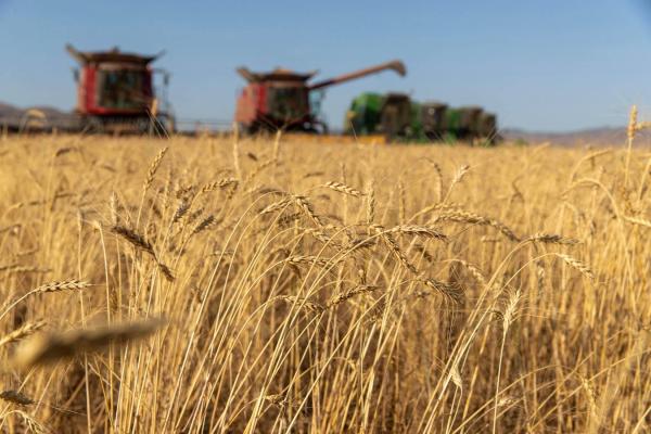 Ургац хураалт 88 хувьтай үргэлжилж байна